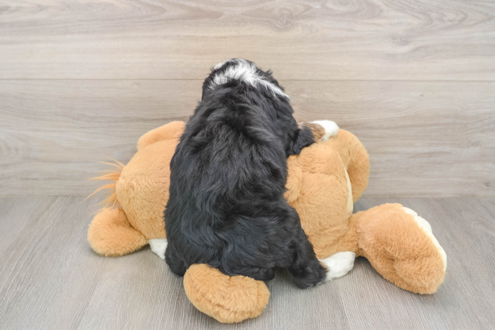 Little Bernadoodle Poodle Mix Puppy