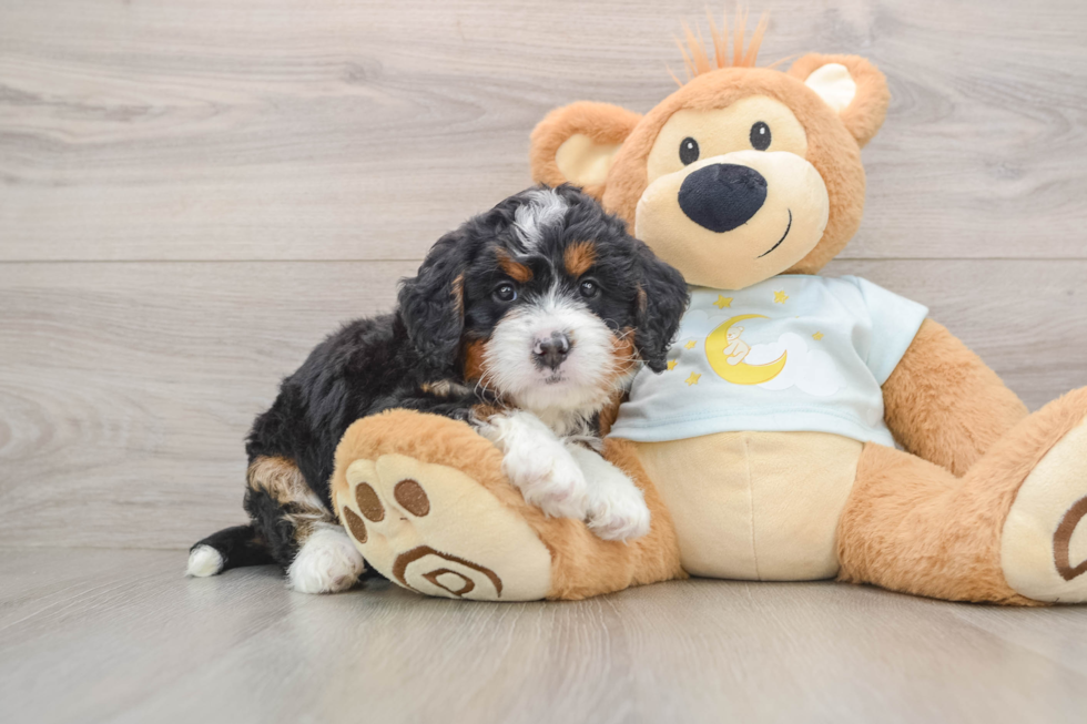 Mini Bernedoodle Pup Being Cute