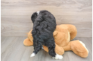 Best Mini Bernedoodle Baby