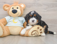 6 week old Mini Bernedoodle Puppy For Sale - Simply Southern Pups