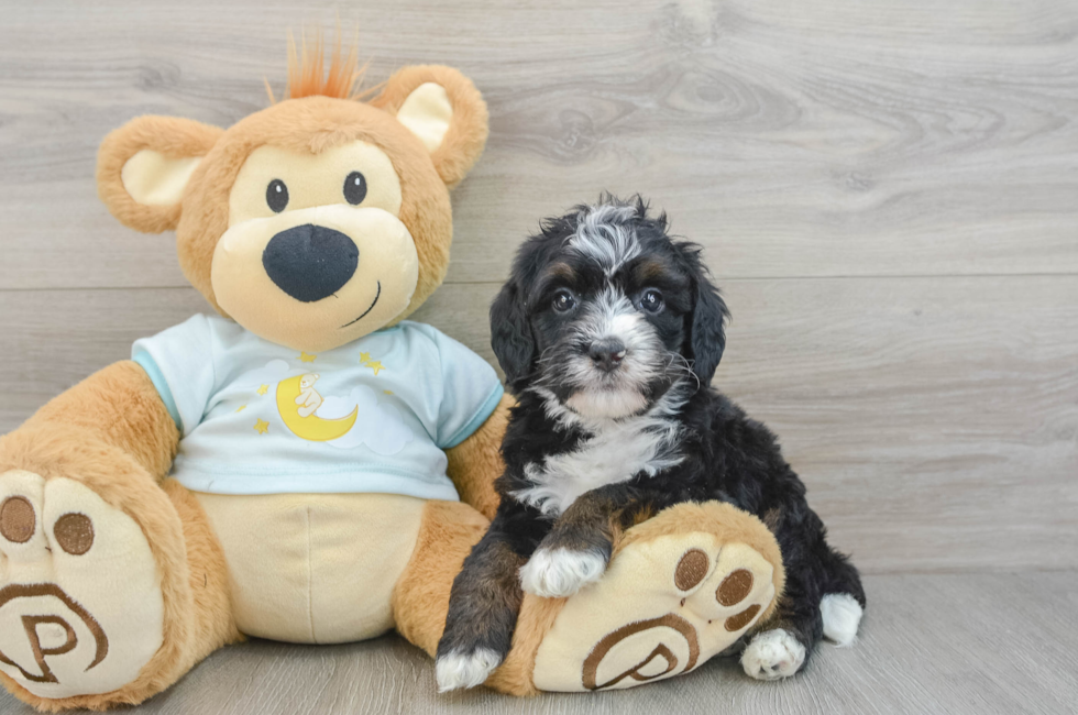 8 week old Mini Bernedoodle Puppy For Sale - Simply Southern Pups