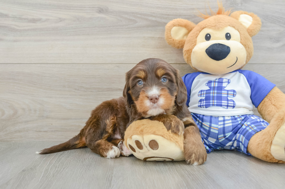 6 week old Mini Bernedoodle Puppy For Sale - Simply Southern Pups