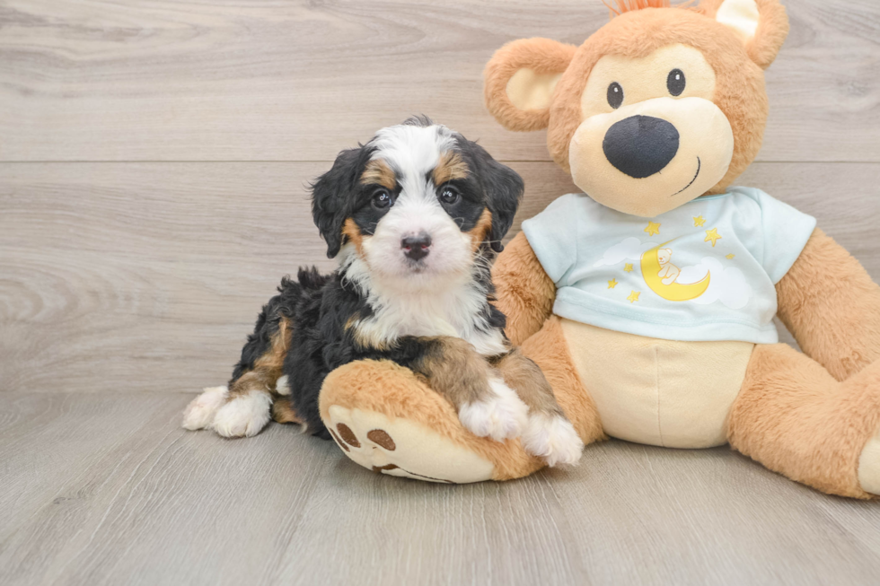 Hypoallergenic Bernese Doodle Poodle Mix Puppy