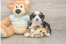 Mini Bernedoodle Pup Being Cute