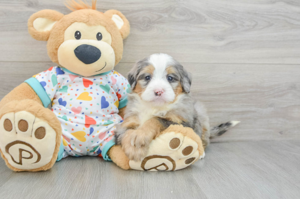 6 week old Mini Bernedoodle Puppy For Sale - Simply Southern Pups