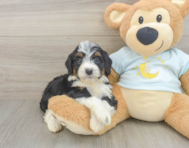 8 week old Mini Bernedoodle Puppy For Sale - Simply Southern Pups