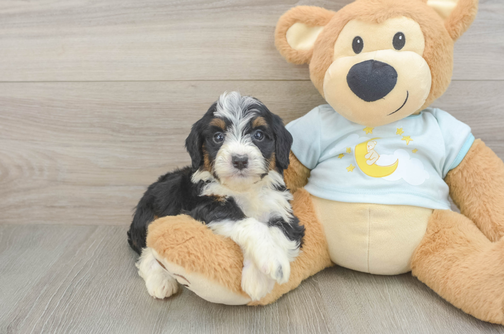 5 week old Mini Bernedoodle Puppy For Sale - Simply Southern Pups