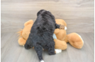 Hypoallergenic Mini Bernepoo Poodle Mix Puppy