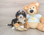 6 week old Mini Bernedoodle Puppy For Sale - Simply Southern Pups