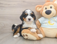 7 week old Mini Bernedoodle Puppy For Sale - Simply Southern Pups