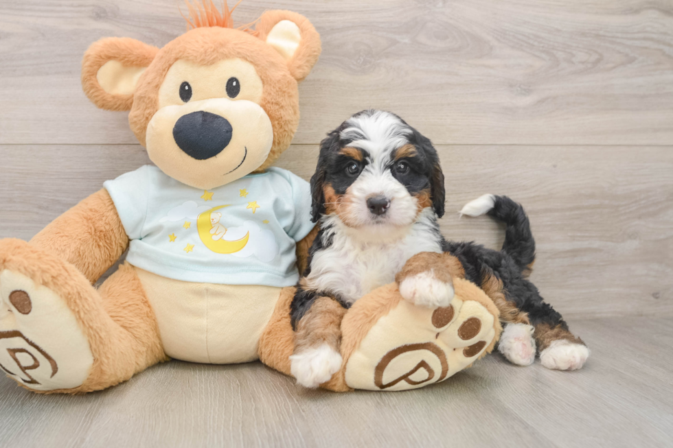 Mini Bernedoodle Pup Being Cute