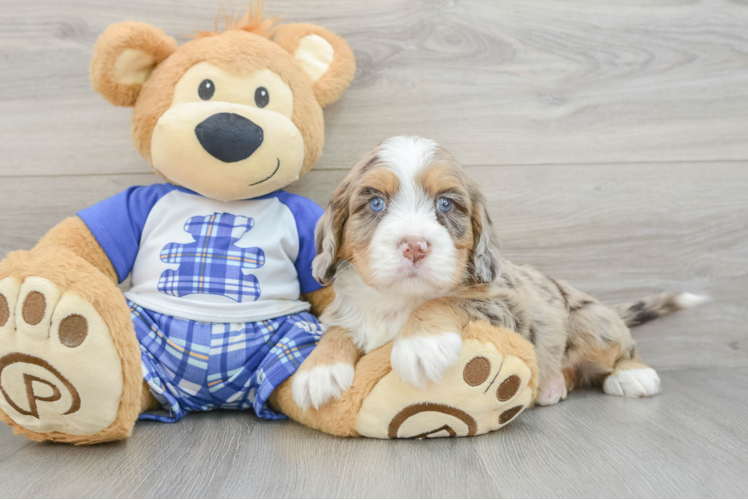 Popular Mini Bernedoodle Poodle Mix Pup
