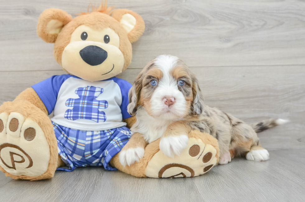 6 week old Mini Bernedoodle Puppy For Sale - Simply Southern Pups