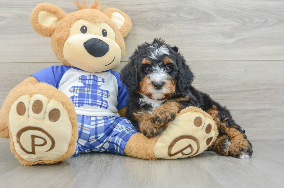 5 week old Mini Bernedoodle Puppy For Sale - Simply Southern Pups