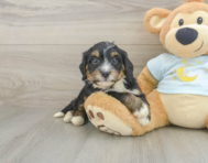 7 week old Mini Bernedoodle Puppy For Sale - Simply Southern Pups