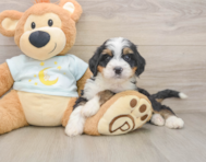 7 week old Mini Bernedoodle Puppy For Sale - Simply Southern Pups