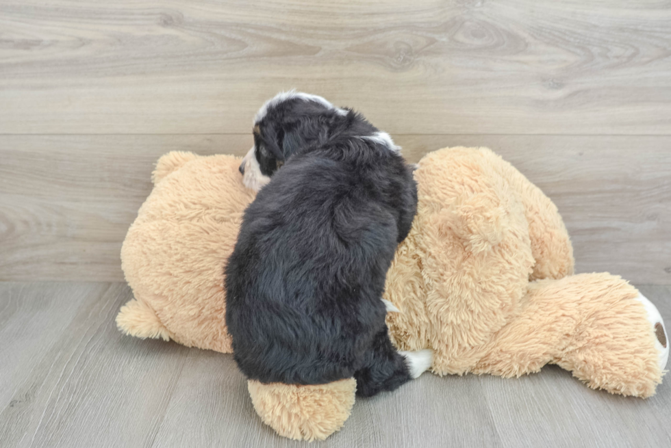 Cute Mini Bernedoodle Baby