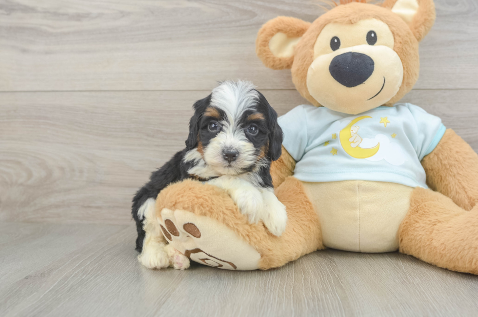 5 week old Mini Bernedoodle Puppy For Sale - Simply Southern Pups
