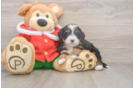 Mini Bernedoodle Pup Being Cute