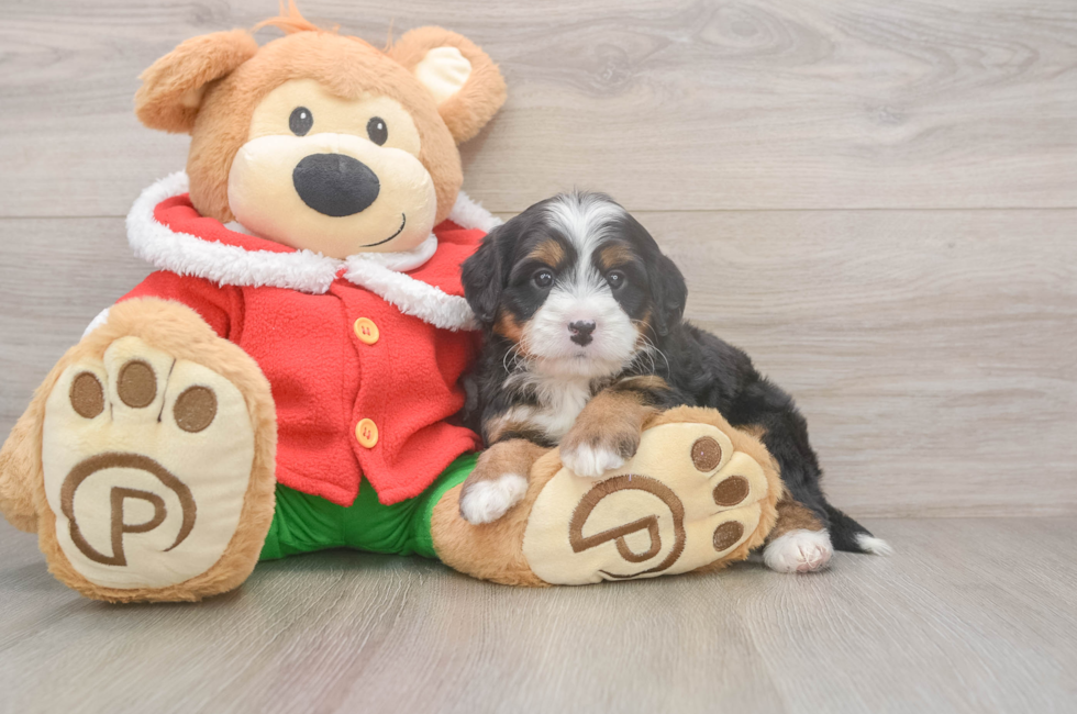 6 week old Mini Bernedoodle Puppy For Sale - Simply Southern Pups