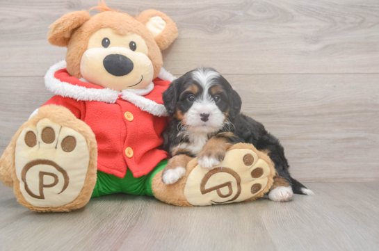 Mini Bernedoodle Pup Being Cute
