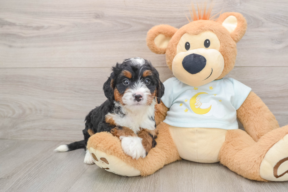 Mini Bernedoodle Pup Being Cute