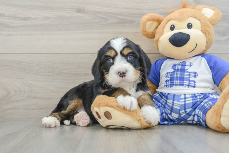 Adorable Mini Bernadoodle Poodle Mix Puppy