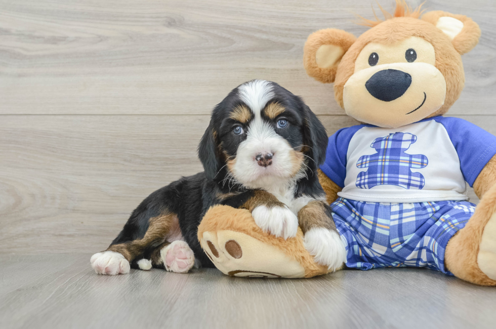 6 week old Mini Bernedoodle Puppy For Sale - Simply Southern Pups