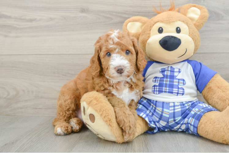Funny Mini Bernedoodle Poodle Mix Pup
