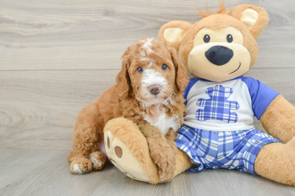 5 week old Mini Bernedoodle Puppy For Sale - Simply Southern Pups