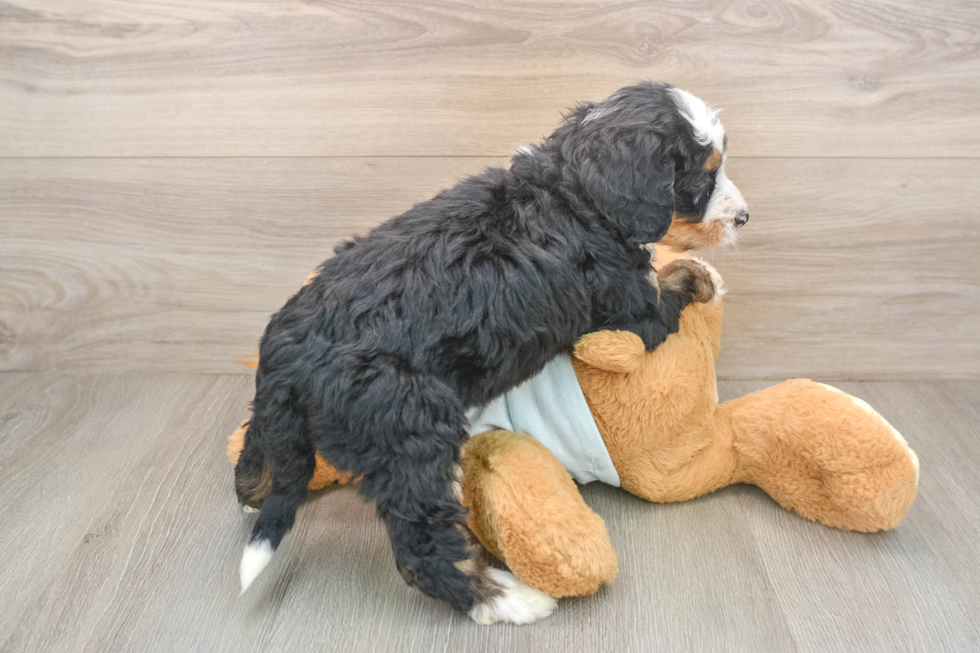 Small Mini Bernedoodle Baby