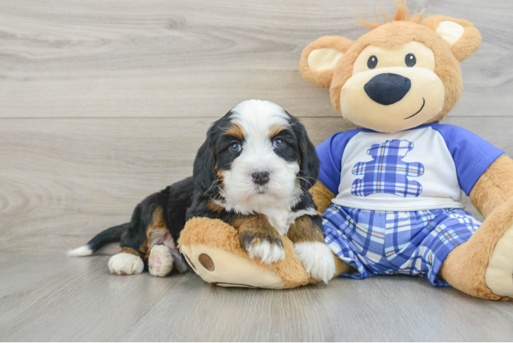 Little Mini Berniedoodle Poodle Mix Puppy