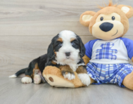 8 week old Mini Bernedoodle Puppy For Sale - Simply Southern Pups