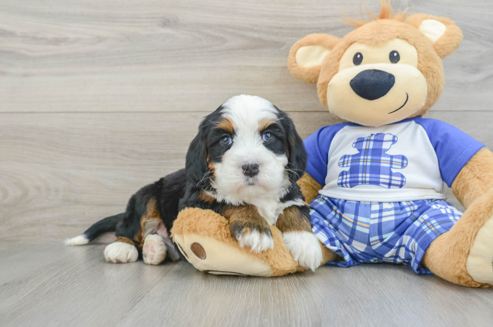 6 week old Mini Bernedoodle Puppy For Sale - Simply Southern Pups