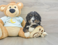 7 week old Mini Bernedoodle Puppy For Sale - Simply Southern Pups