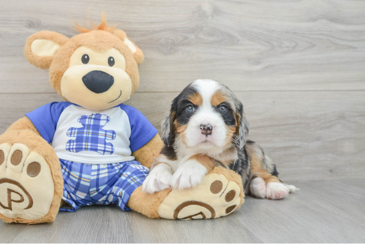 Best Mini Bernedoodle Baby