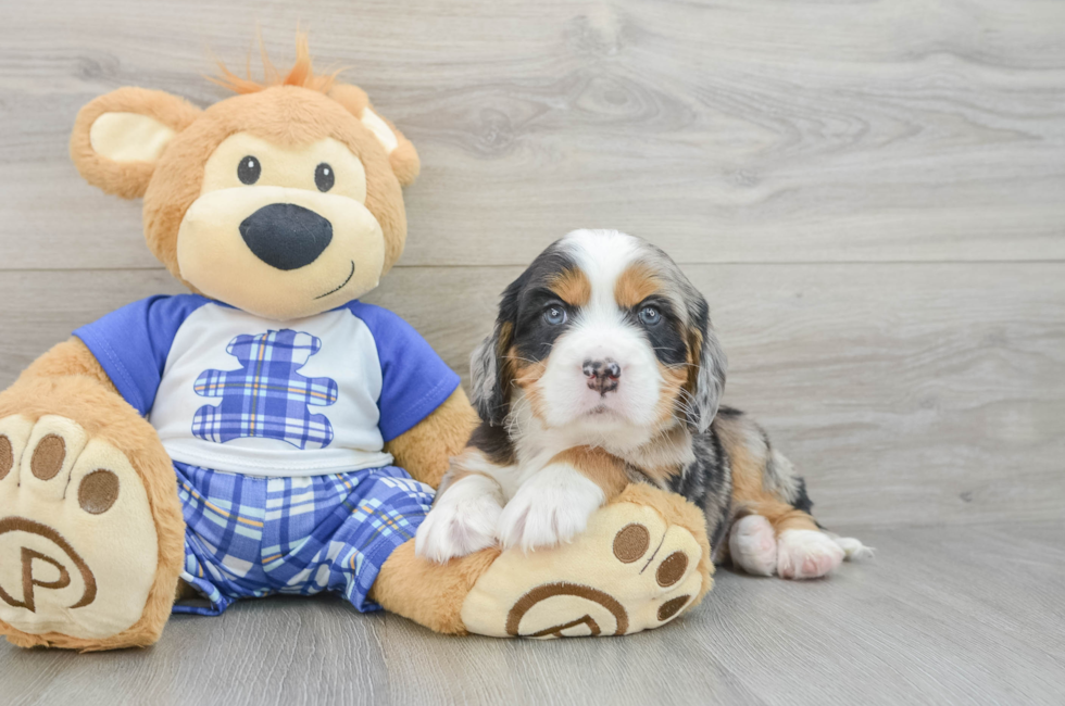 6 week old Mini Bernedoodle Puppy For Sale - Simply Southern Pups