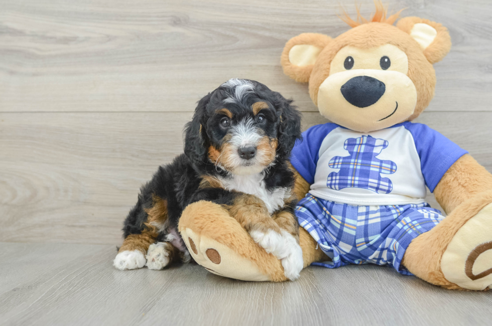 5 week old Mini Bernedoodle Puppy For Sale - Simply Southern Pups
