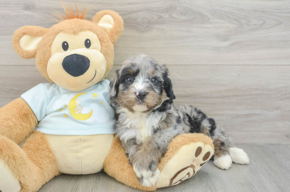 5 week old Mini Bernedoodle Puppy For Sale - Simply Southern Pups
