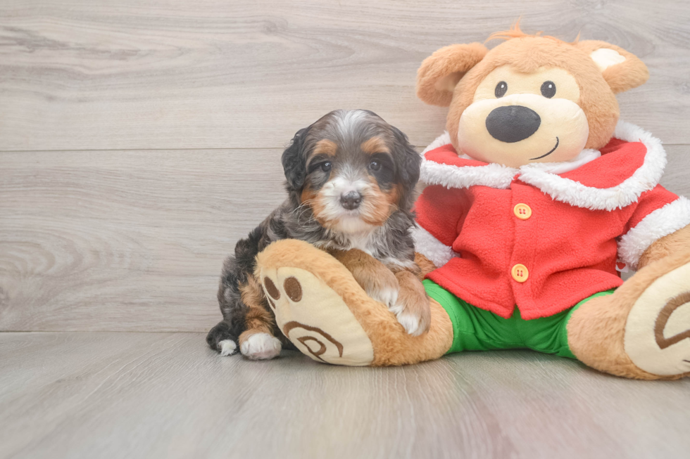 Happy Mini Bernedoodle Baby