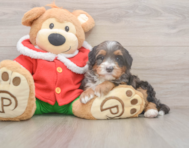 6 week old Mini Bernedoodle Puppy For Sale - Simply Southern Pups