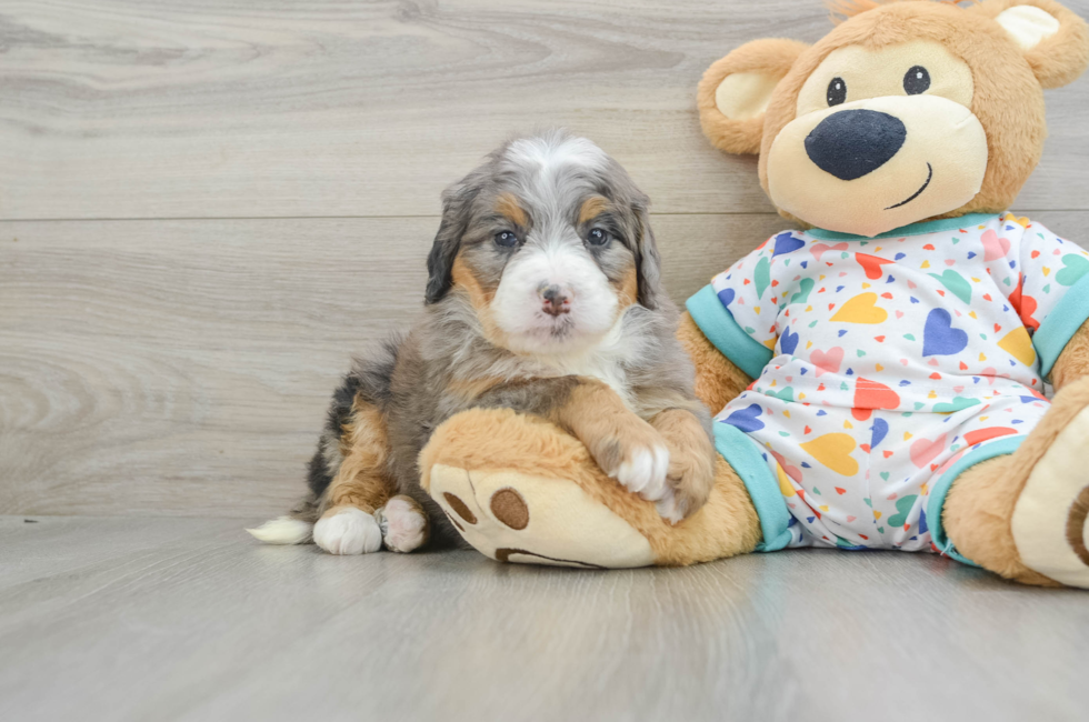 6 week old Mini Bernedoodle Puppy For Sale - Simply Southern Pups