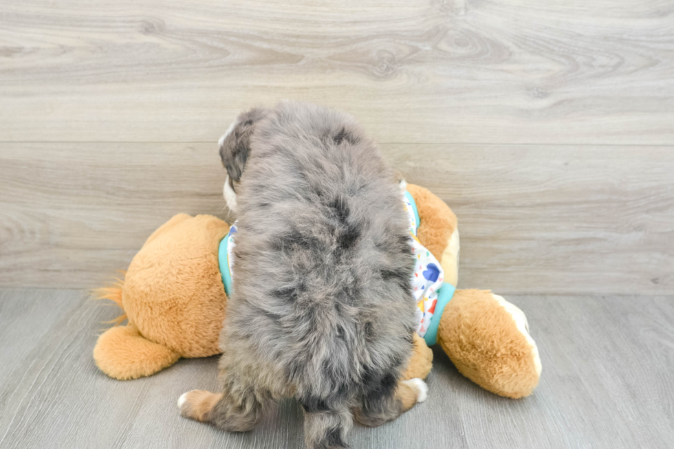 Best Mini Bernedoodle Baby