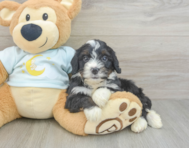 8 week old Mini Bernedoodle Puppy For Sale - Simply Southern Pups