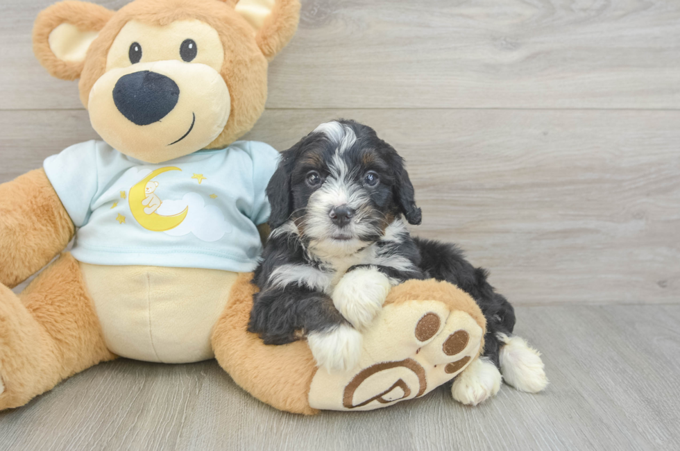 5 week old Mini Bernedoodle Puppy For Sale - Simply Southern Pups
