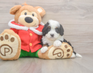 7 week old Mini Bernedoodle Puppy For Sale - Simply Southern Pups