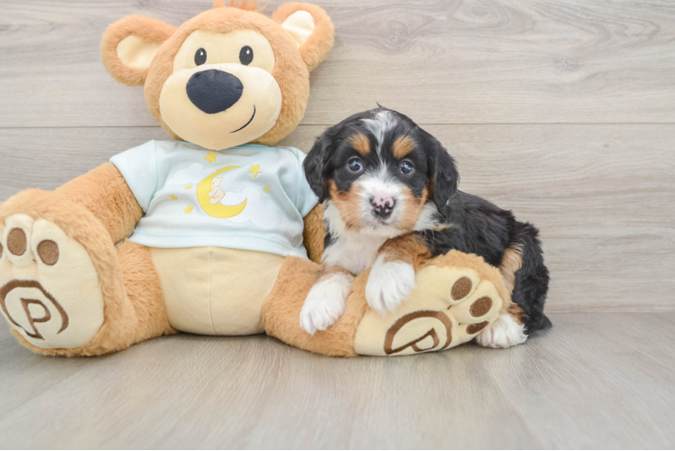 Mini Bernedoodle Pup Being Cute