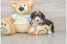 Mini Bernedoodle Pup Being Cute