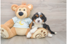 Smart Mini Bernedoodle Poodle Mix Pup