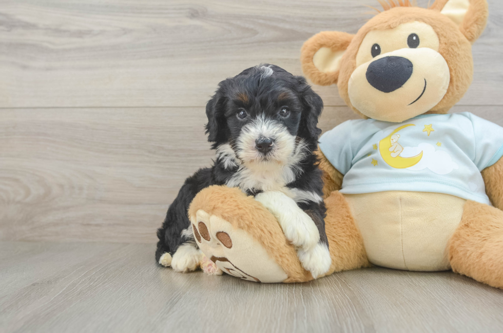 5 week old Mini Bernedoodle Puppy For Sale - Simply Southern Pups